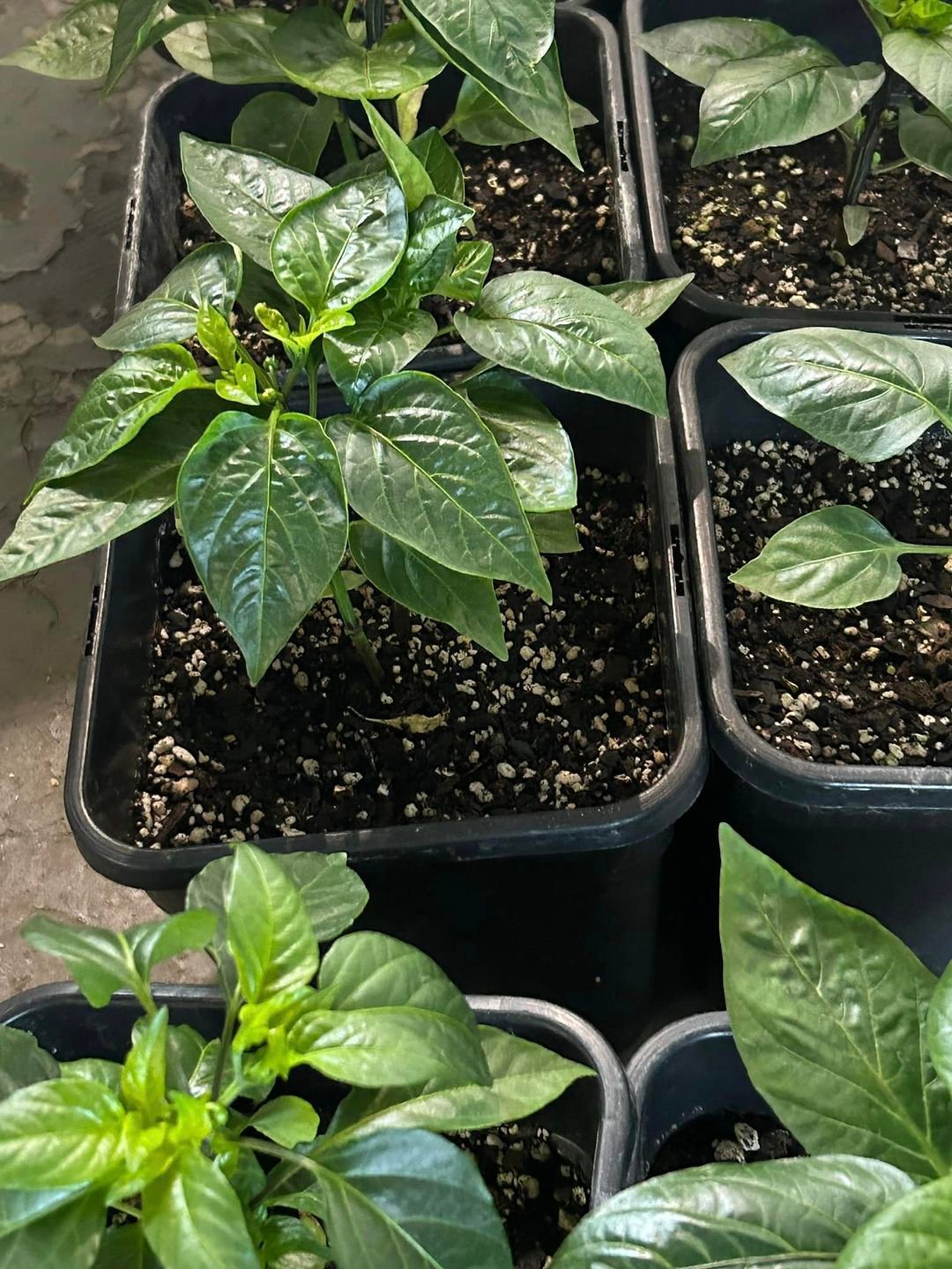 Gardening Peppers: The Ultimate Guide to Growing From Seed to Plate