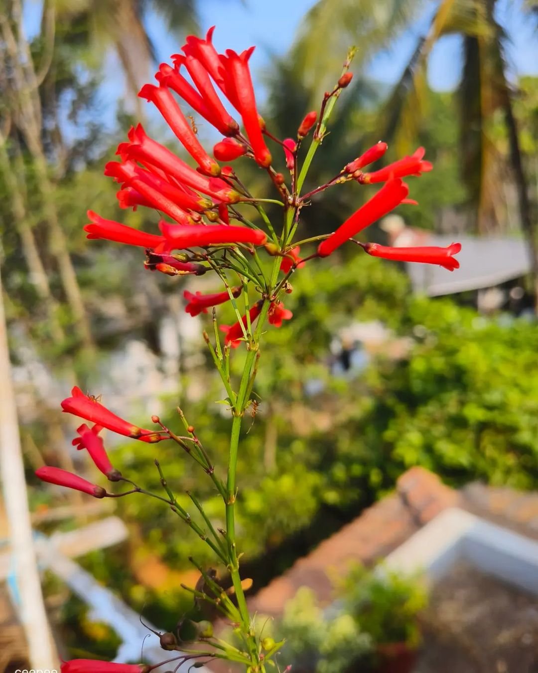 Firecracker-Plant Explore 20 Fascinating Flowers Beginning with F