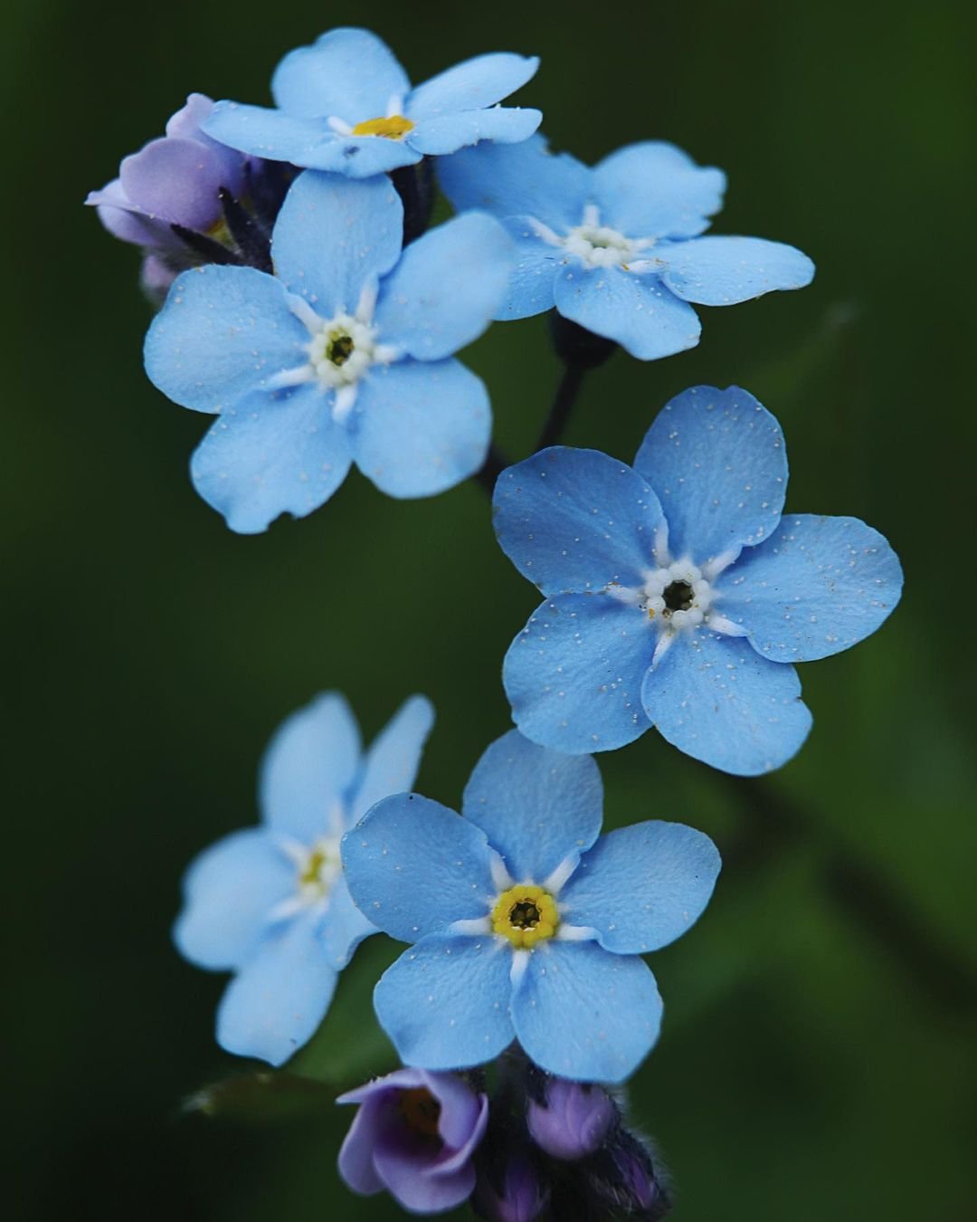 Forget-Me-Nots Explore 20 Fascinating Flowers Beginning with F