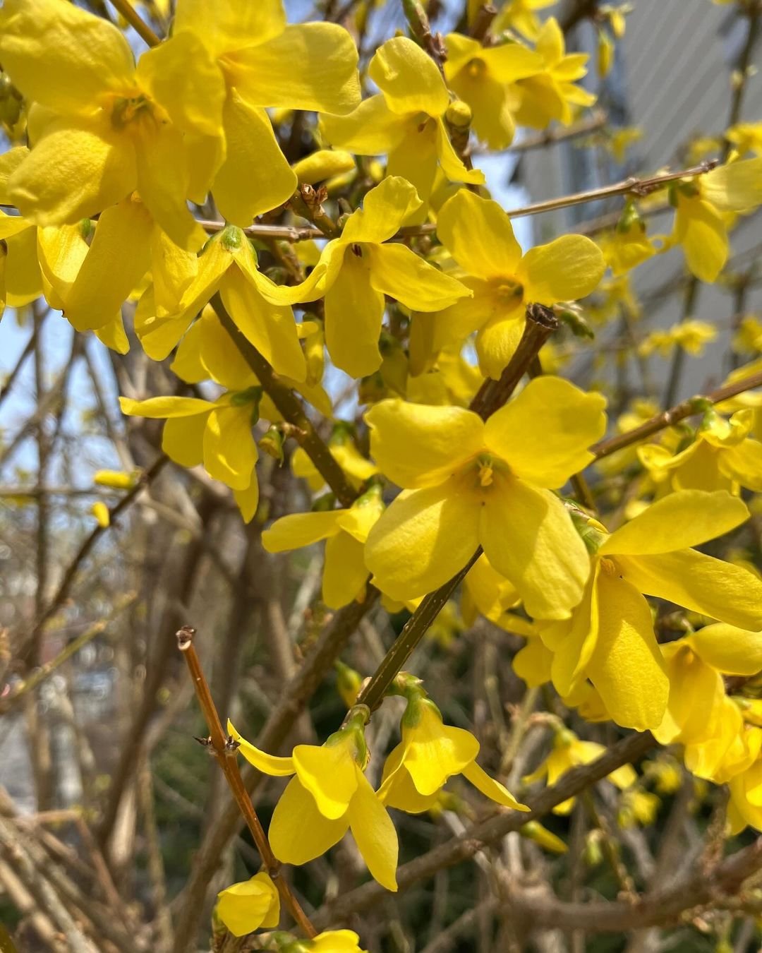 Forsythia Explore 20 Fascinating Flowers Beginning with F