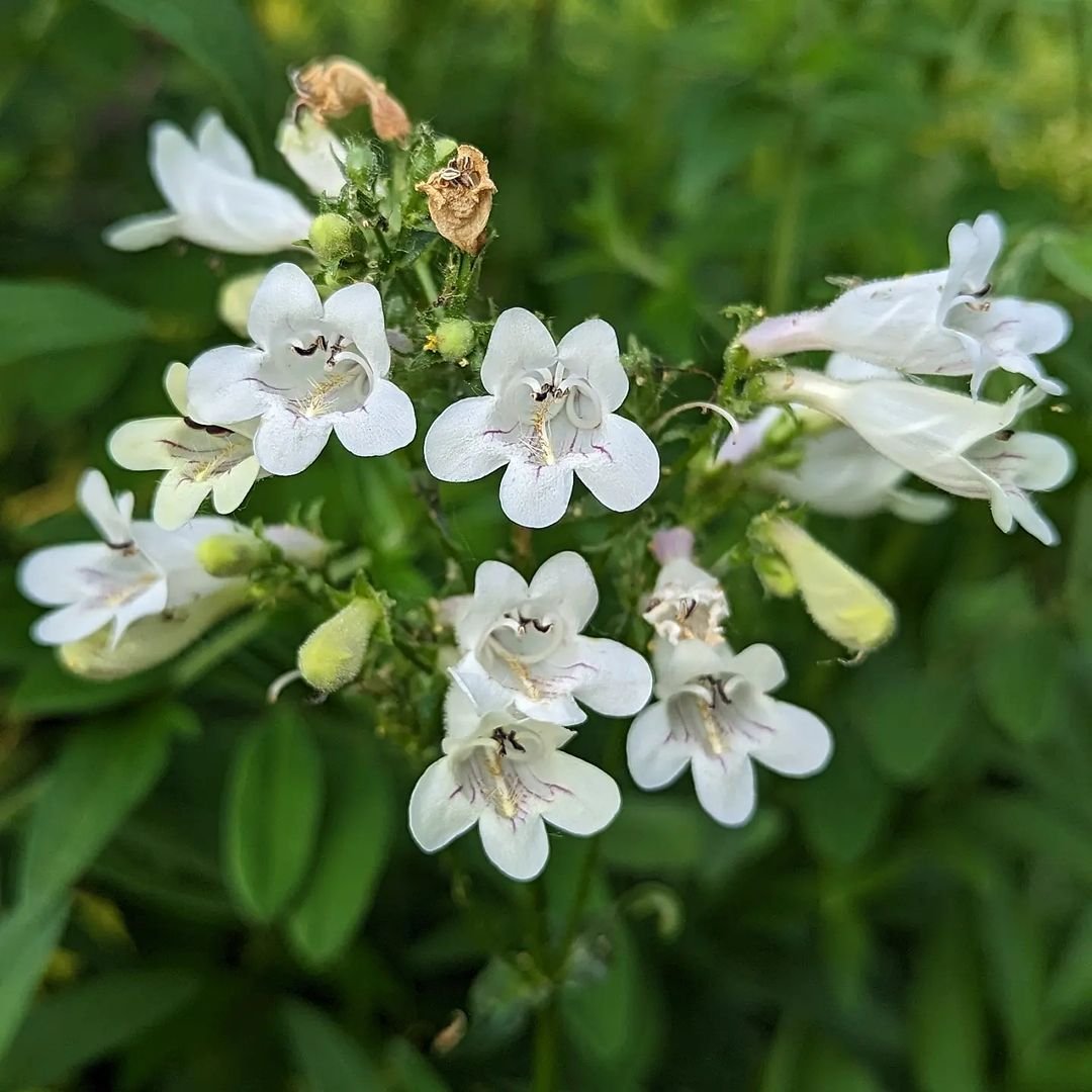 Foxglove-Beardtongue Explore 20 Fascinating Flowers Beginning with F