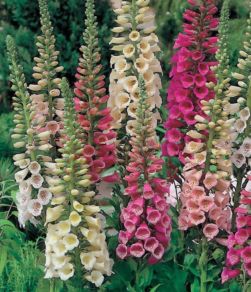 Foxglove Explore 20 Fascinating Flowers Beginning with F