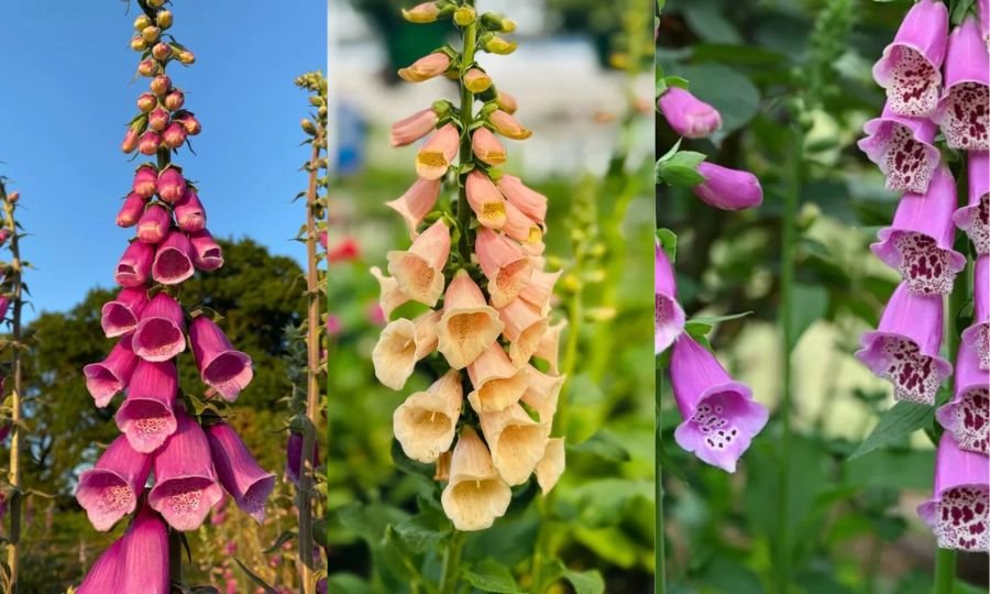 Foxgloves: The Complete Guide to Growing and Caring