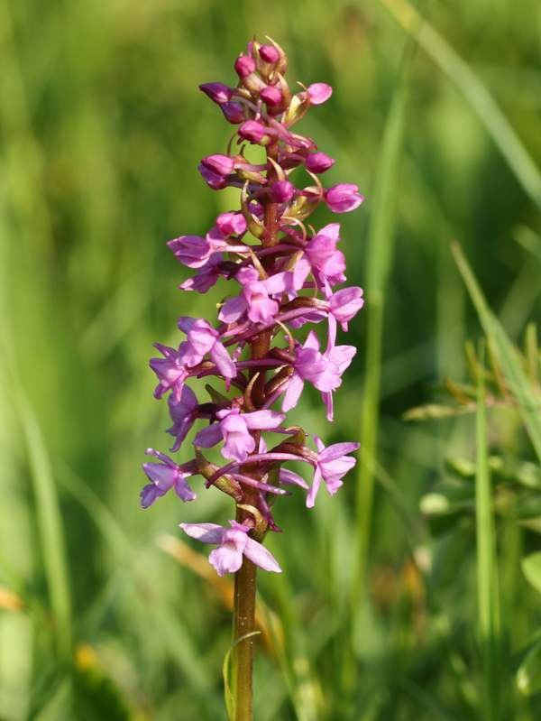 Fragrant-Orchid Explore 20 Fascinating Flowers Beginning with F