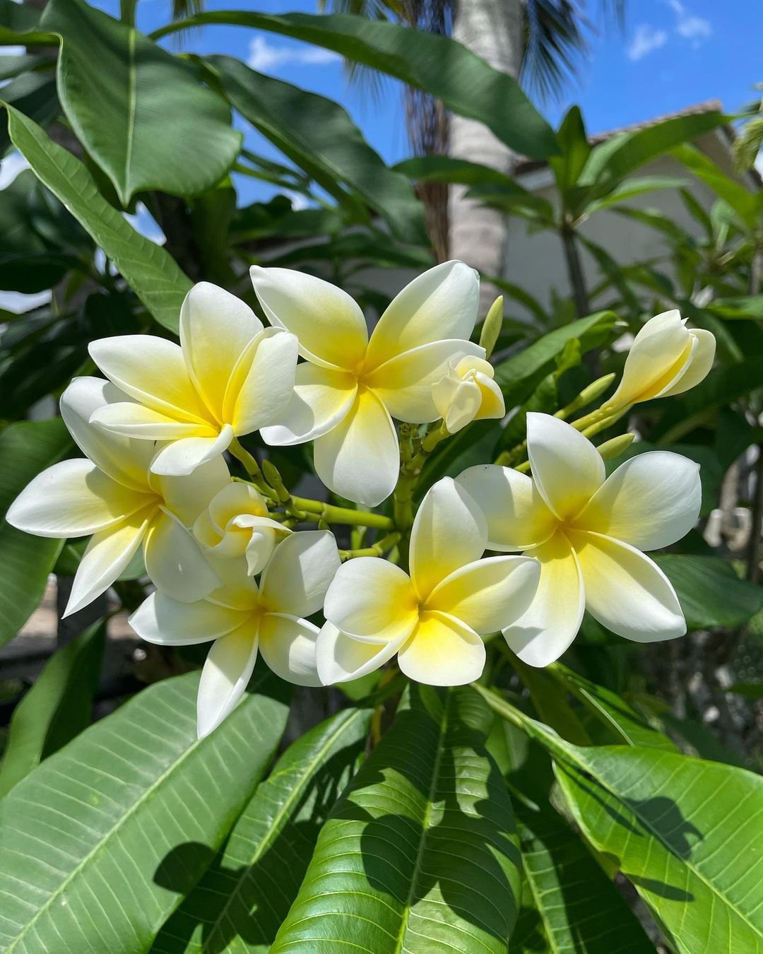 Frangipani Explore 20 Fascinating Flowers Beginning with F