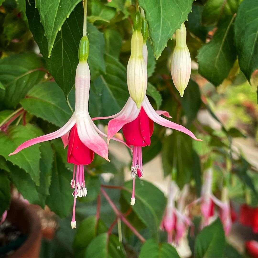 Fuchsia Explore 20 Fascinating Flowers Beginning with F