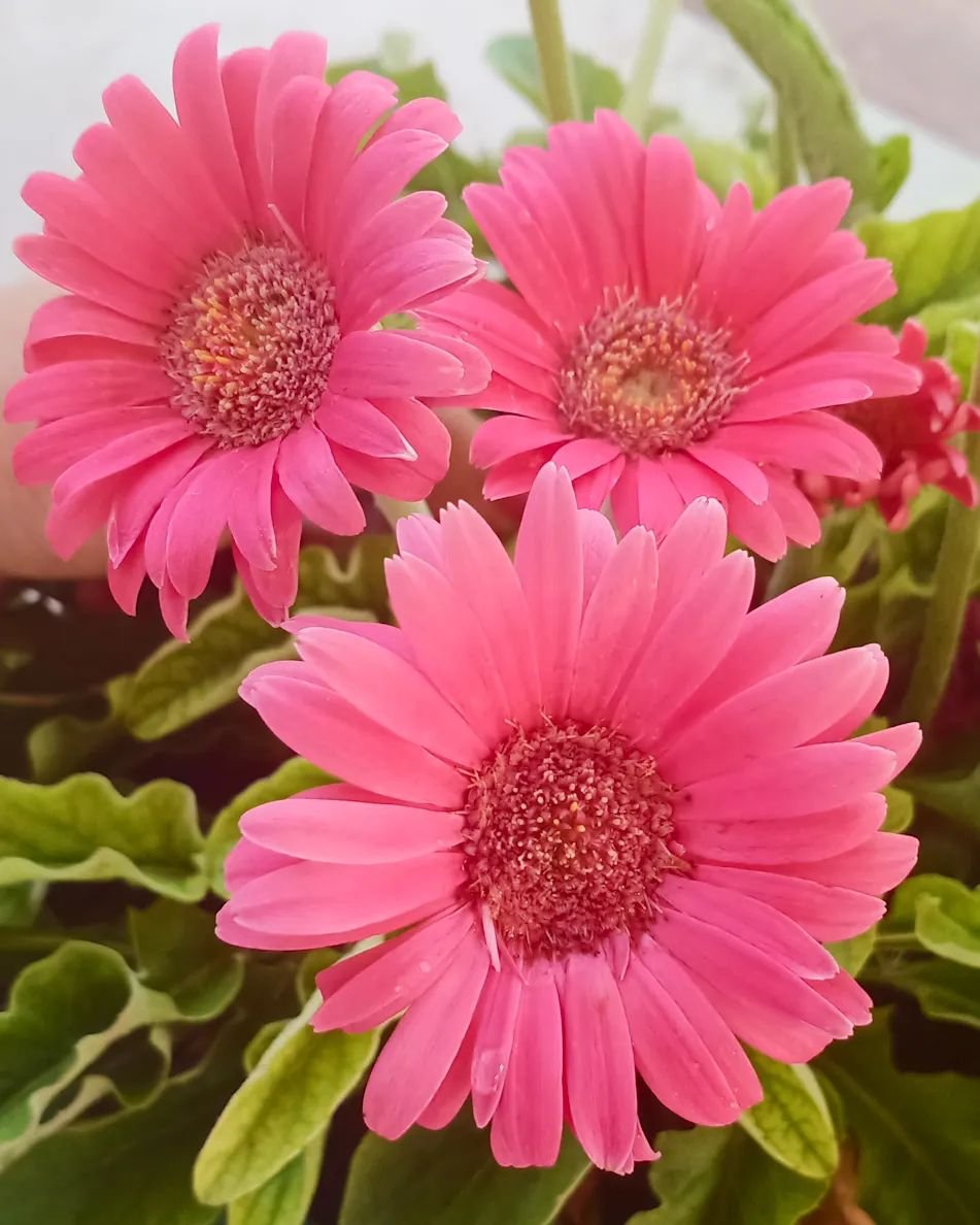 Gardening Gerbera-Daisy 🌺 Grow Gorgeous Gerbera Daisy Flowers in Your Garden 🌺