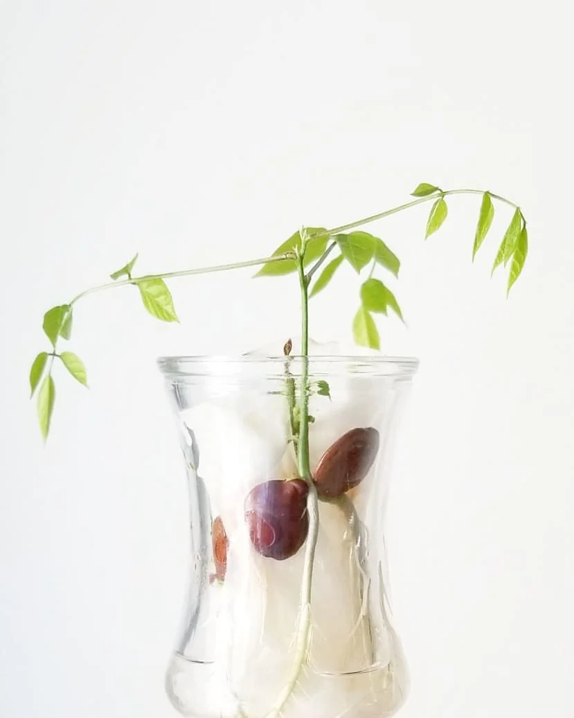Gardening Germination-and-Early-Care-2 Grow Your Own Wisteria from Seeds : A Step-by-Step Guide