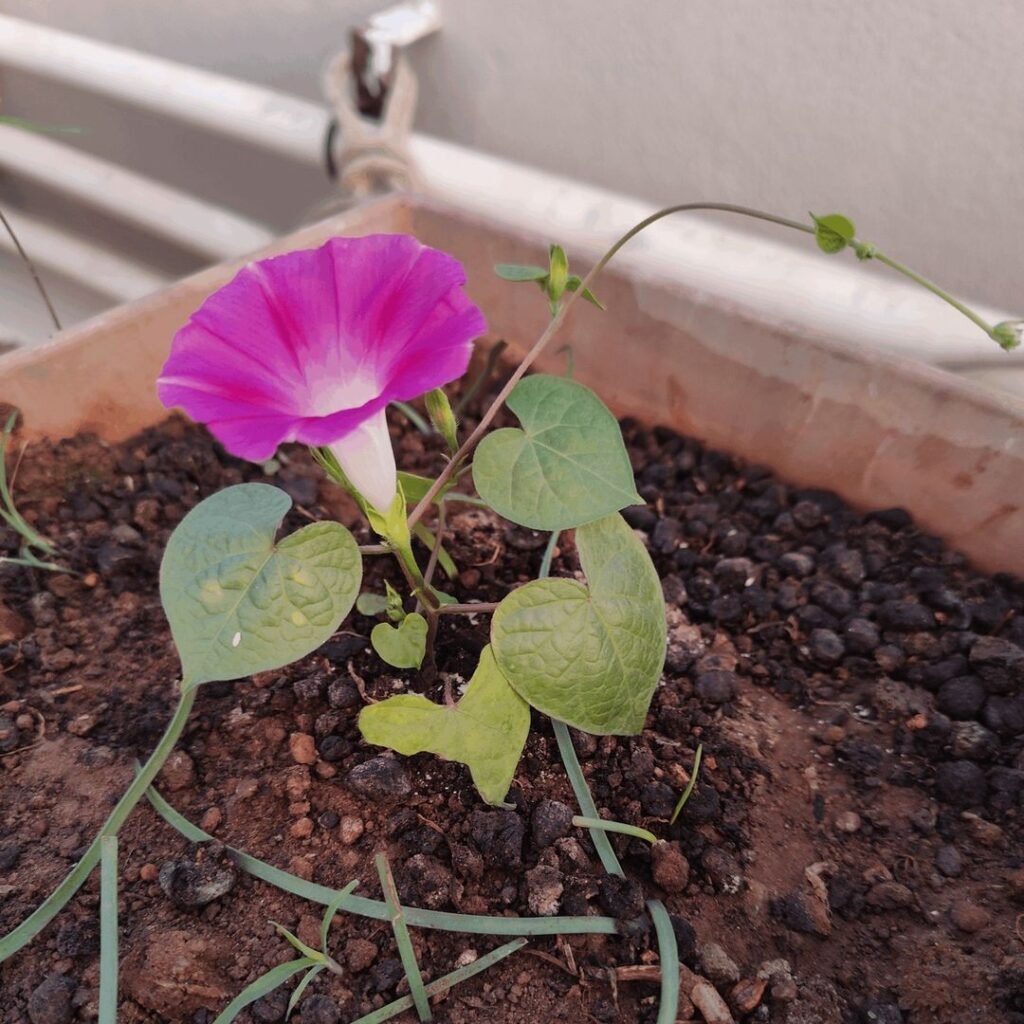 Grow-Morning-Glories-1024x1024 Growing Morning Glory Vines: A Colorful, Easy-Care Flowering Vine