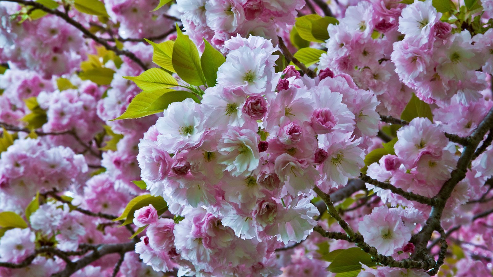 Gardening Grow-a-Flowering-Cherry-Blossom Cherry Blossom Trees: A Guide to Planting and Growing Stunning Flowering Trees