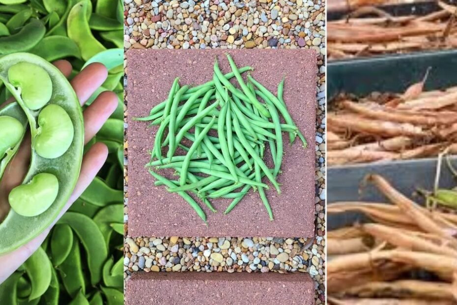 Growing Beans: A Complete Guide to Homegrown Goodness in Your Garden