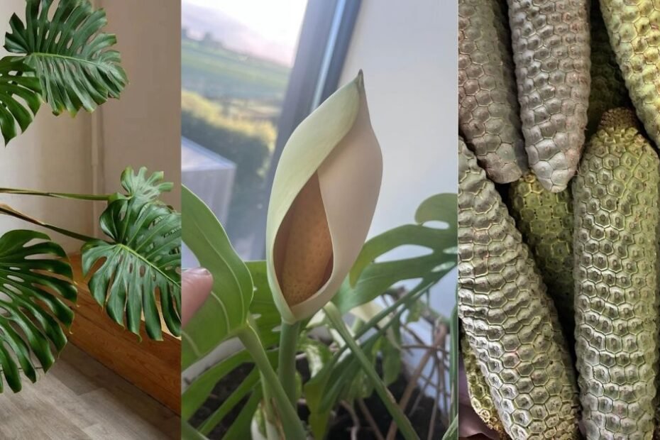 Growing Monstera Deliciosa Fruit: A Comprehensive Guide