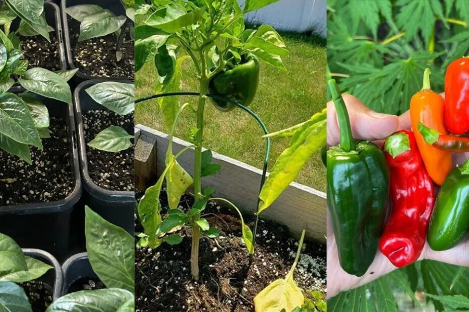 Growing Peppers