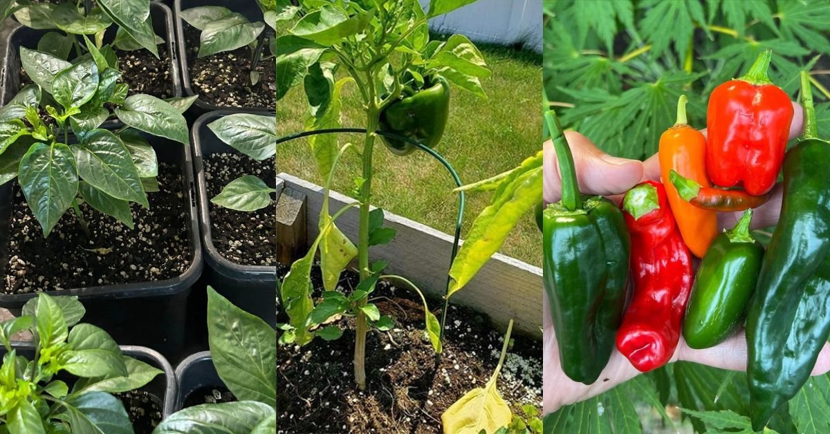 Peppers: The Ultimate Guide to Growing From Seed to Plate