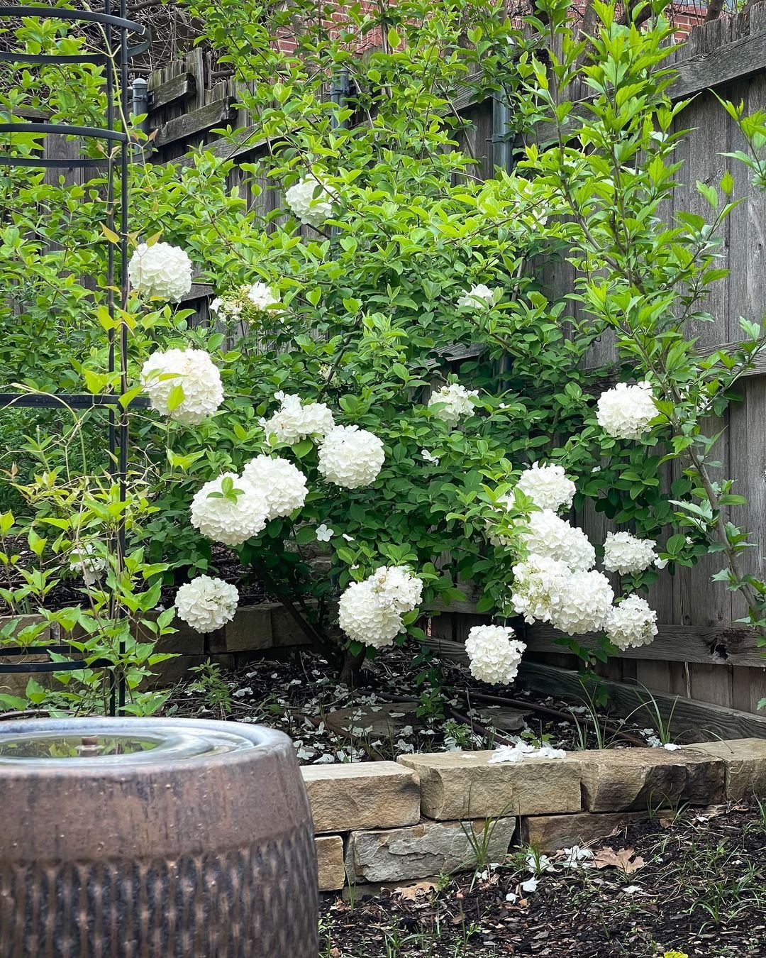 Growing-Viburnums "Vibrant Viburnum Shrubs: A Beginner's Guide to Growing Successfully"
