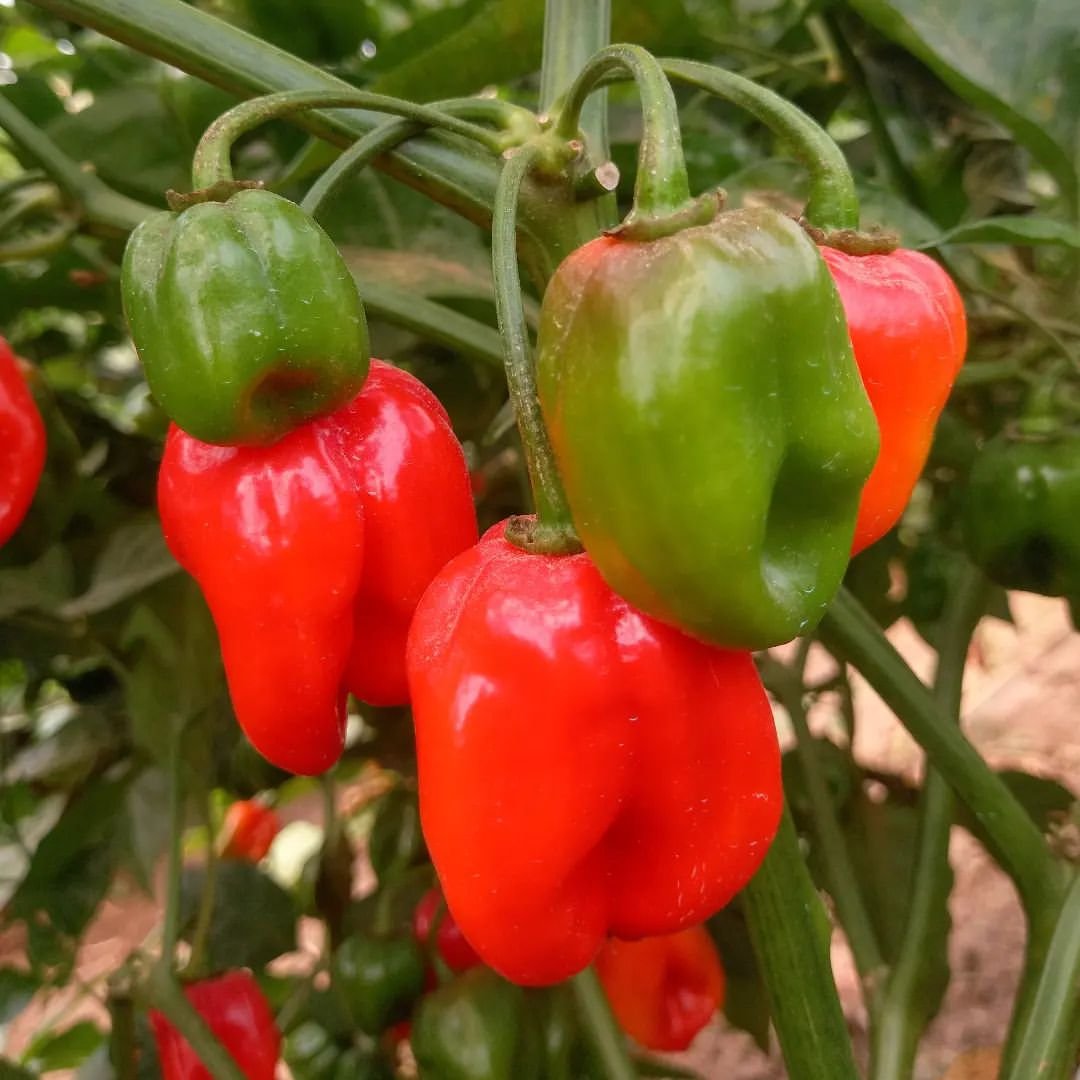 Gardening Peppers: The Ultimate Guide to Growing From Seed to Plate