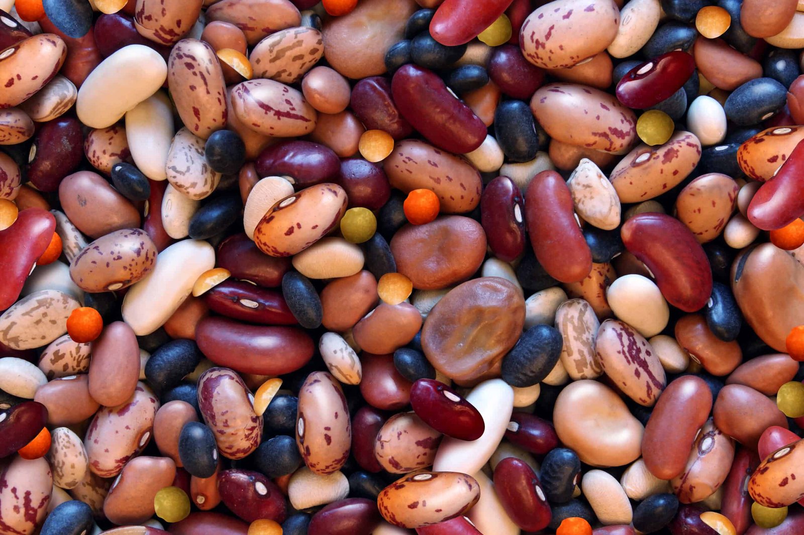 Harvesting-Dry-Beans Growing Beans: A Complete Guide to Homegrown Goodness in Your Garden