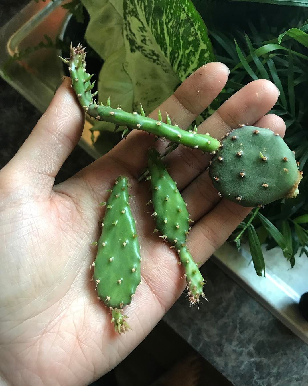 Harvesting-and-Enjoying Secrets of Growing Prickly Pear Cactus in Your Garden