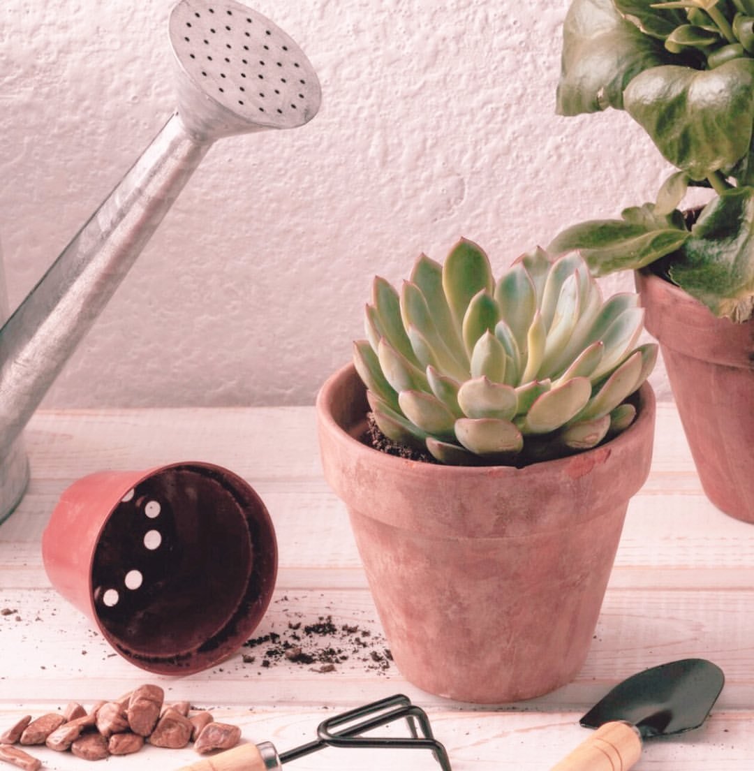 Healthy-Thriving-Succulents- Succulents Care: 5 Steps for Healthy, Thriving Succulents