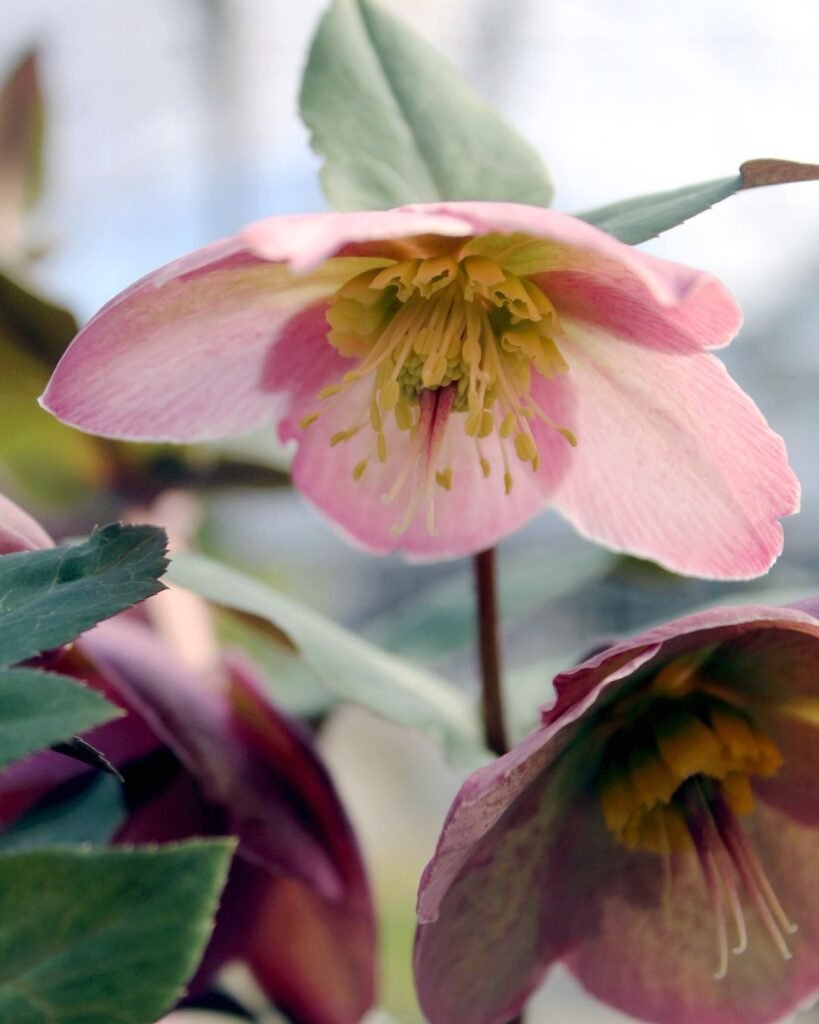 Hellebores-winter-819x1024 15 Winter Flowers for Your Garden