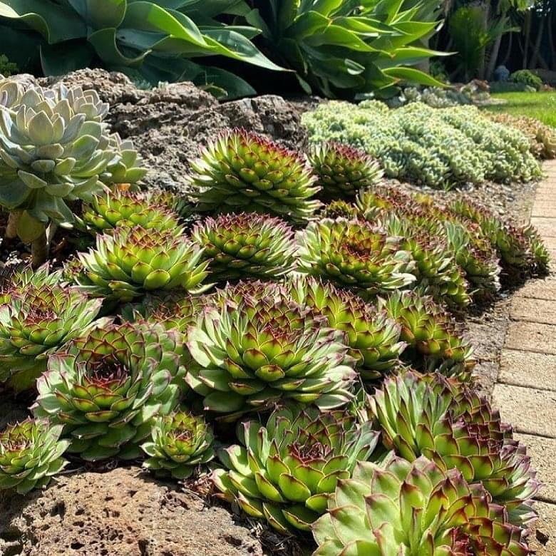 Hens-and-chicks-For-gardens Easy Guide to Growing Charming Hens and Chicks Succulents
