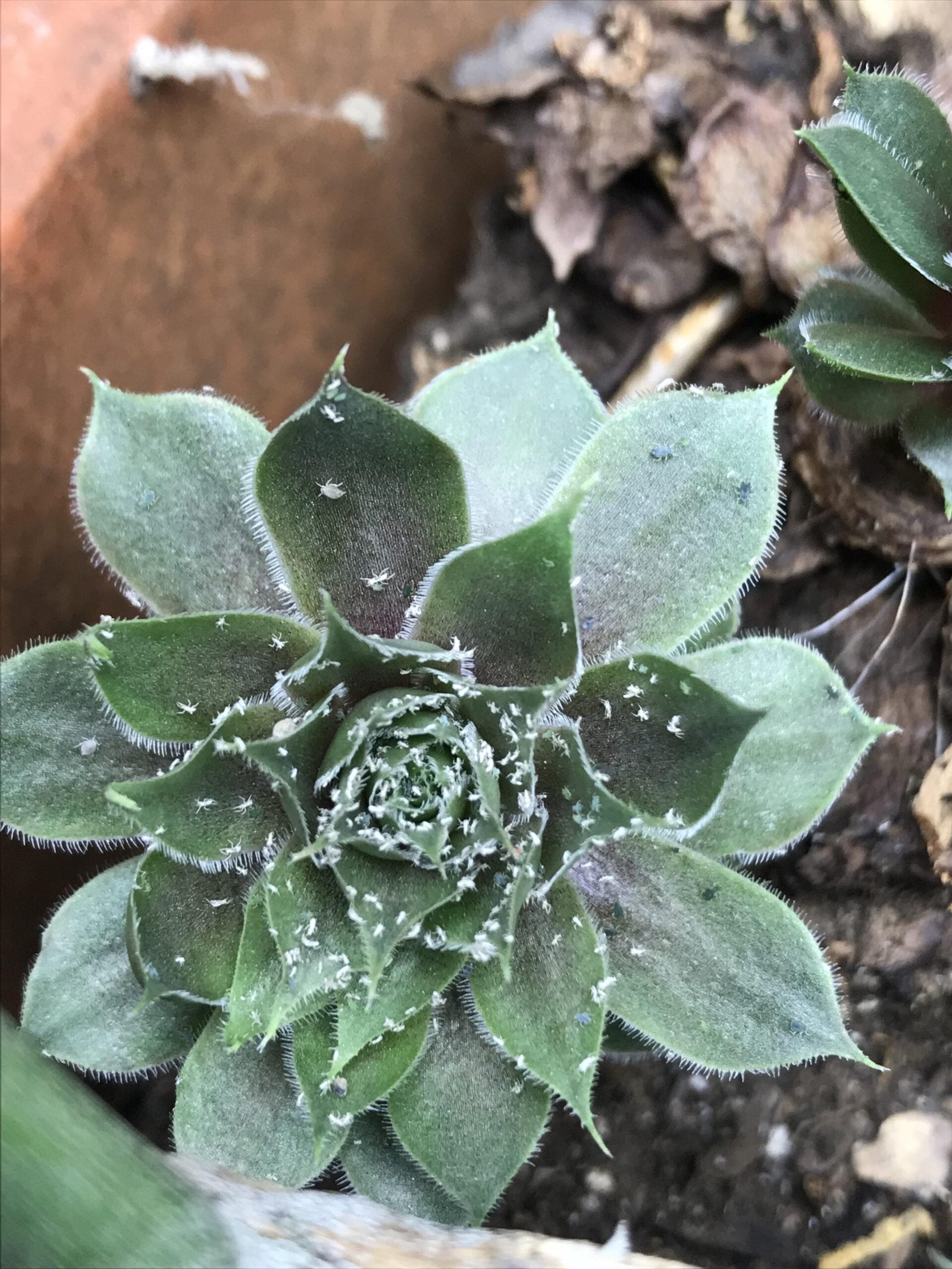  Easy Guide to Growing Charming Hens and Chicks Succulents