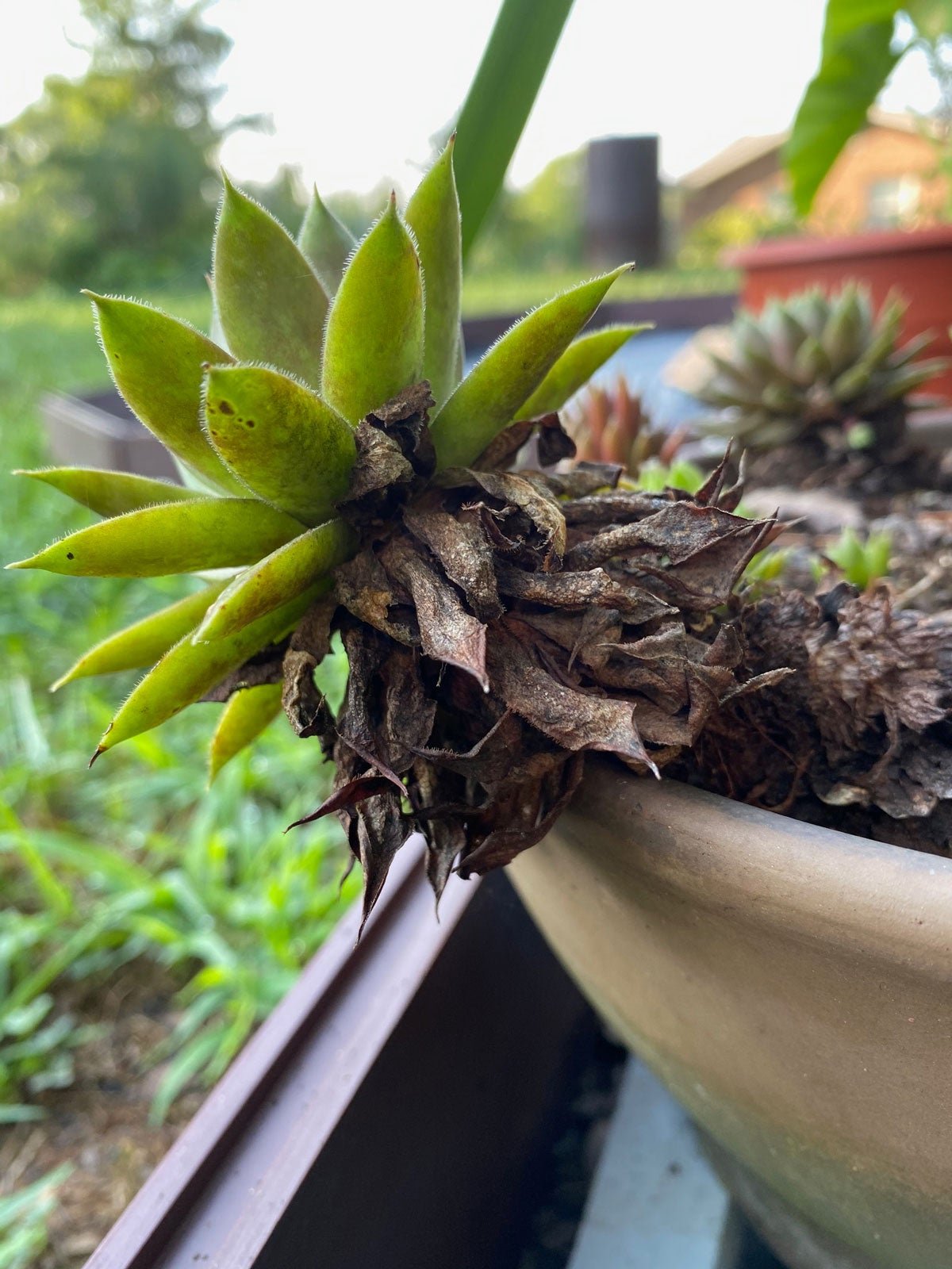 Gardening Easy Guide to Growing Charming Hens and Chicks Succulents