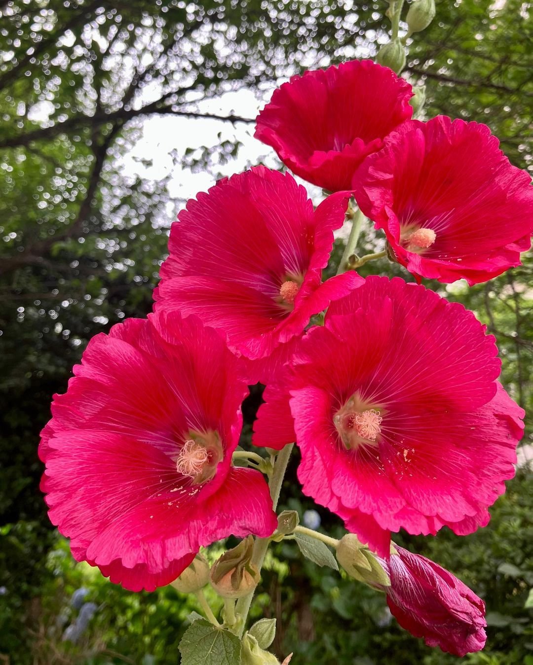 Hollyhock-Varieties Hollyhocks: How to Grow and Care for These Classic Cottage Flowers