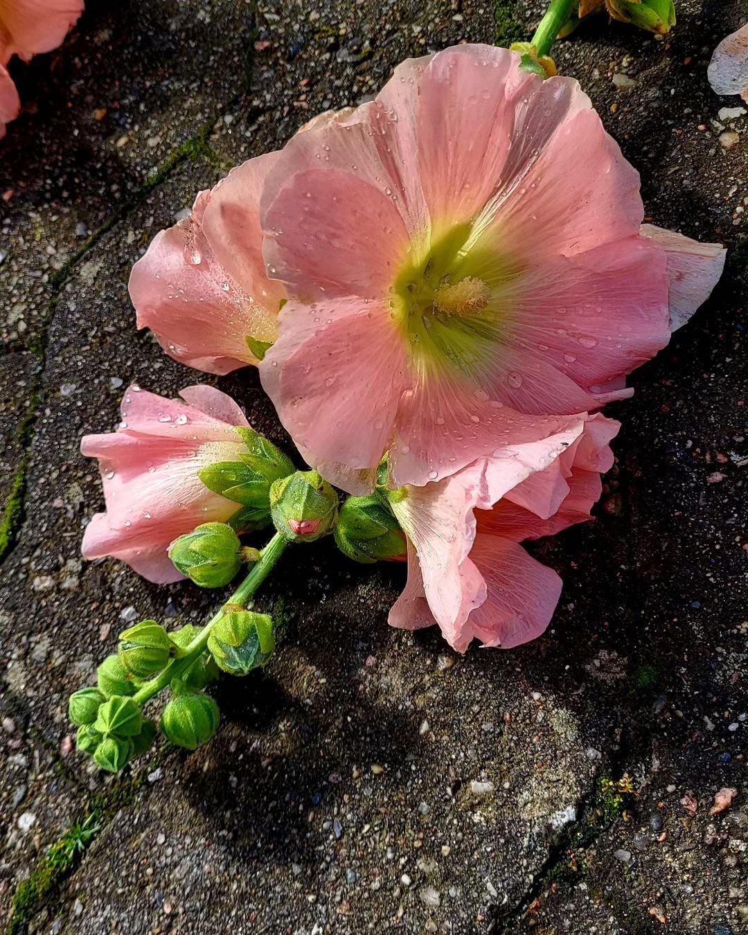 Hollyhock-Water-Feeding Hollyhocks: How to Grow and Care for These Classic Cottage Flowers