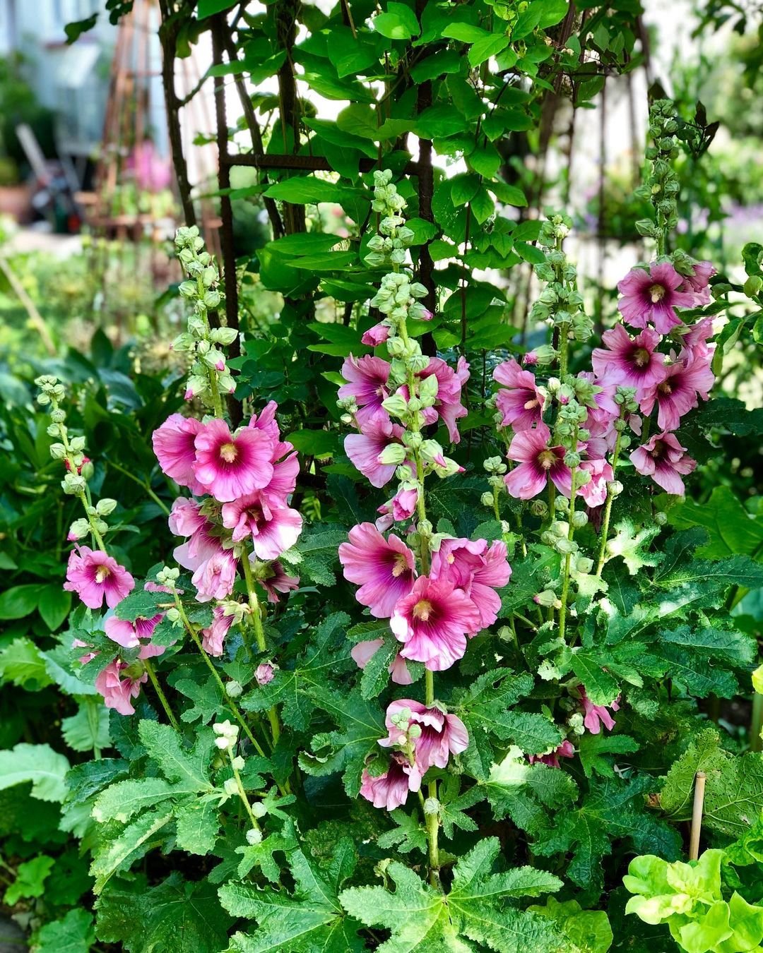 Hollyhocks-1 How to Grow Hollyhocks: An Essential Guide for Timeless Beauty