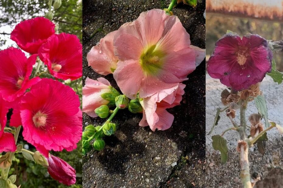 Hollyhocks: How to Grow and Care for These Classic Cottage Flowers
