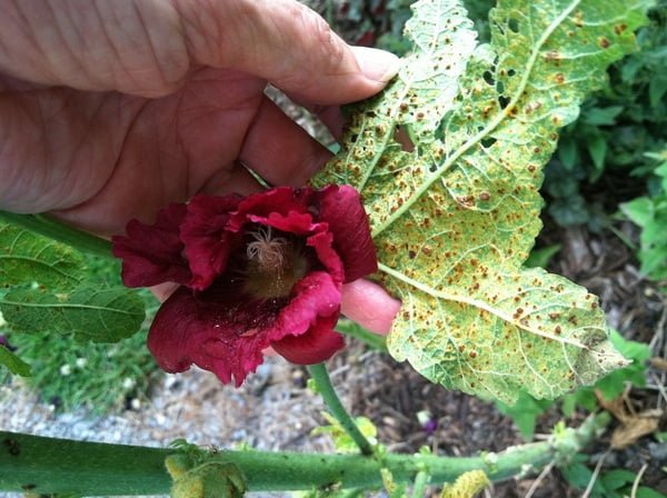  How to Grow Hollyhocks: An Essential Guide for Timeless Beauty