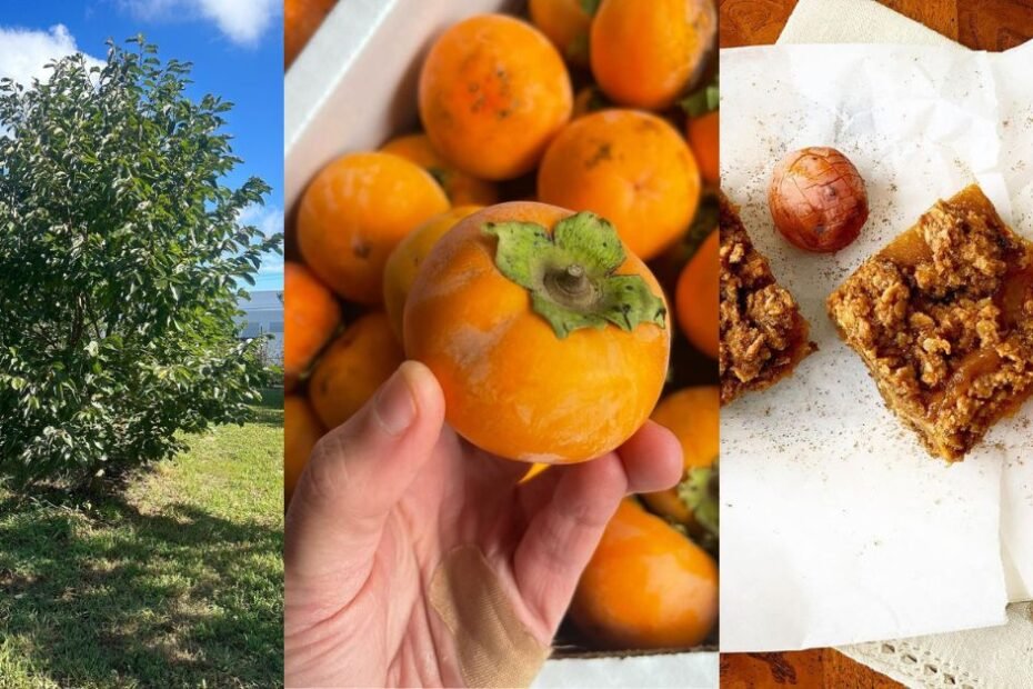 How to Grow and Care for American Persimmons