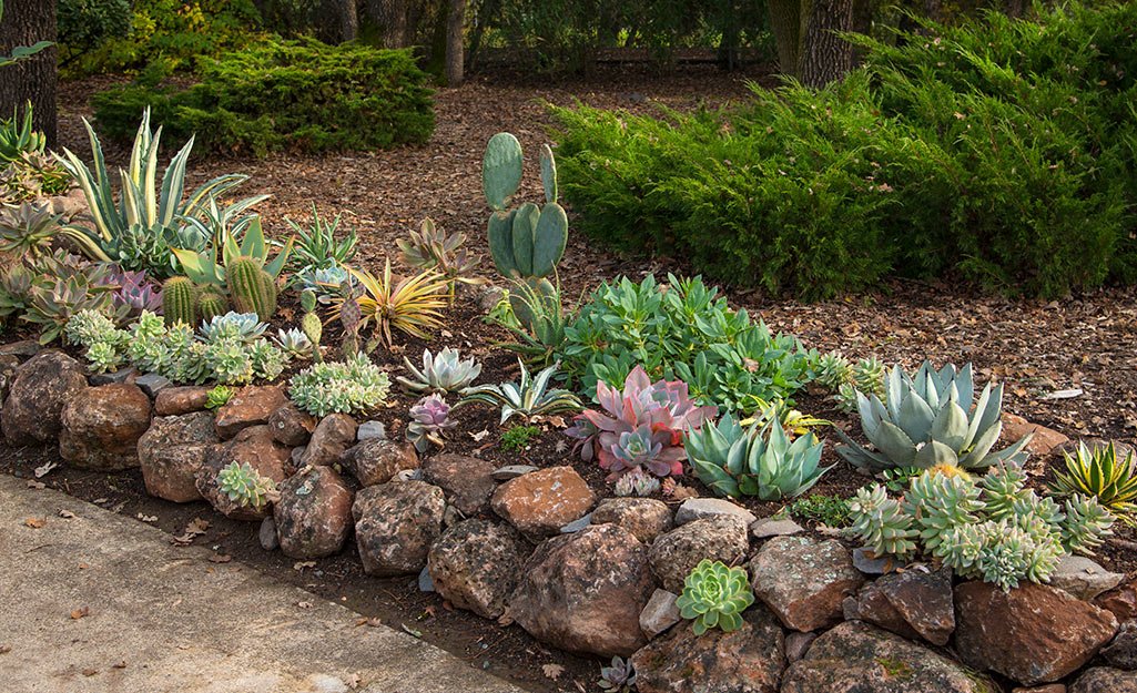 Incorporate-Hardscaping-Elements-succulents Planting Succulents: 8 Tips for a Vibrant Succulent Garden