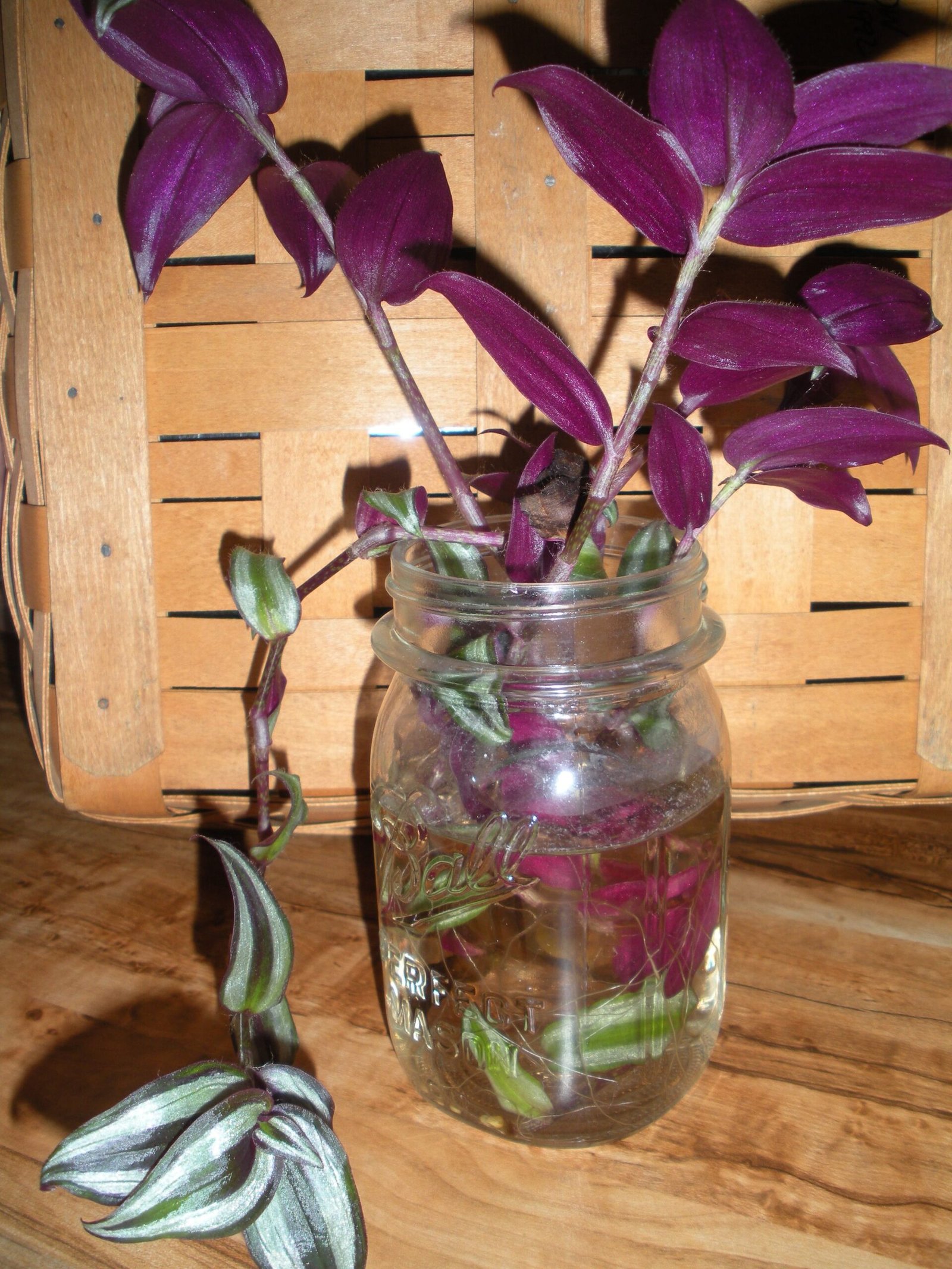 Indoor-Care-and-Cultivation-scaled Wandering Jew: Complete Guide to Plant Care and Cultivation