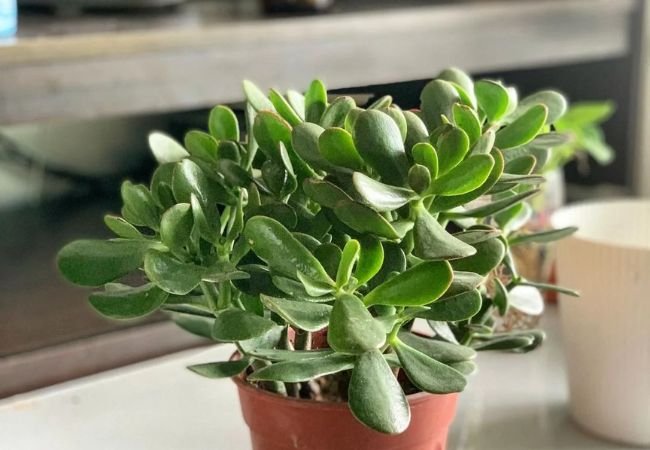 Jade Plant: A Comprehensive Guide to Growing and Caring for Crassula Ovata