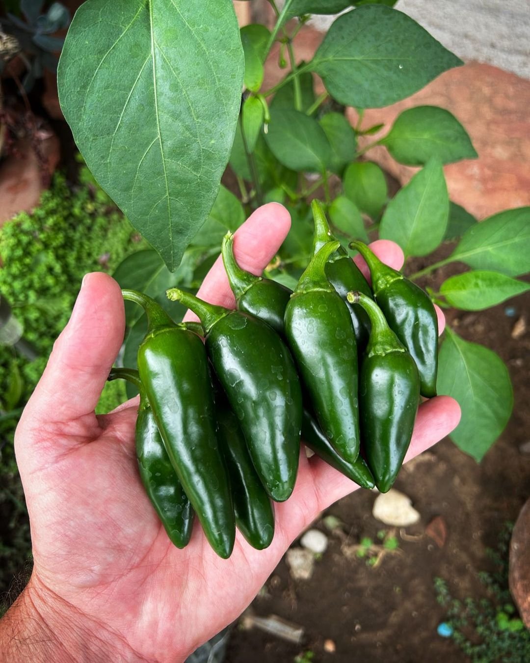 Gardening Peppers: The Ultimate Guide to Growing From Seed to Plate