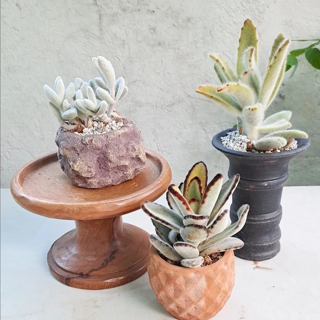  15 Popular Types of Succulents for Your Garden