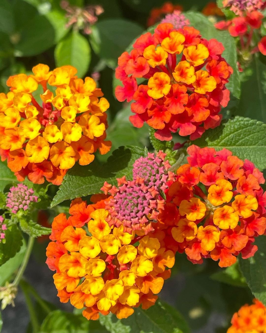 Lantana-3 12 Sun-Loving Plants Perfect for Your Sunny Porch