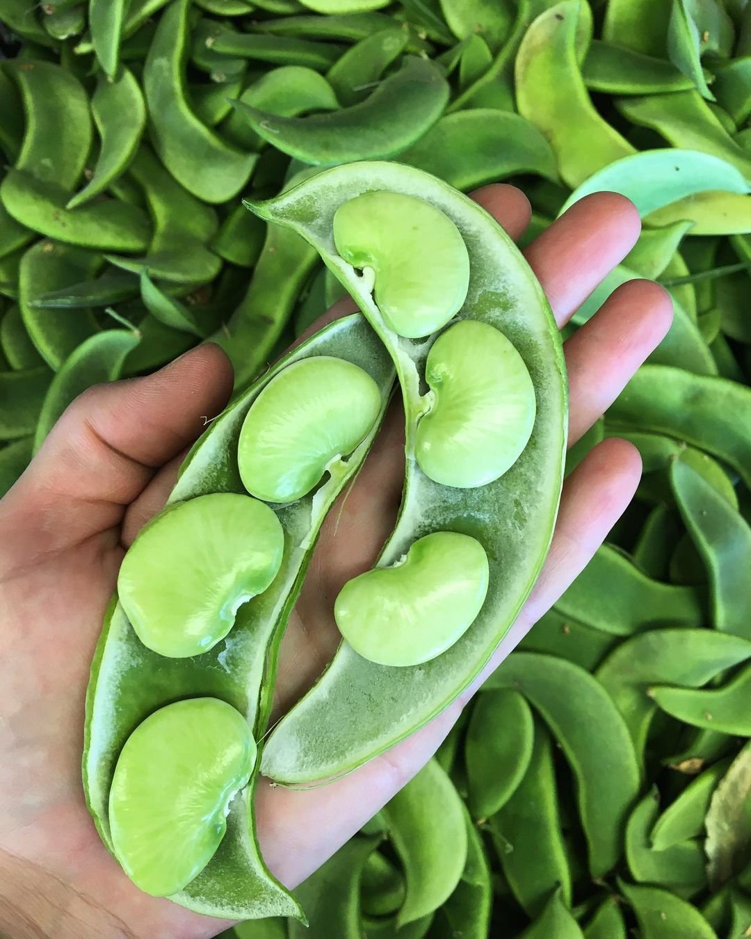 Lima-Beans-1 Growing Beans: A Complete Guide to Homegrown Goodness in Your Garden