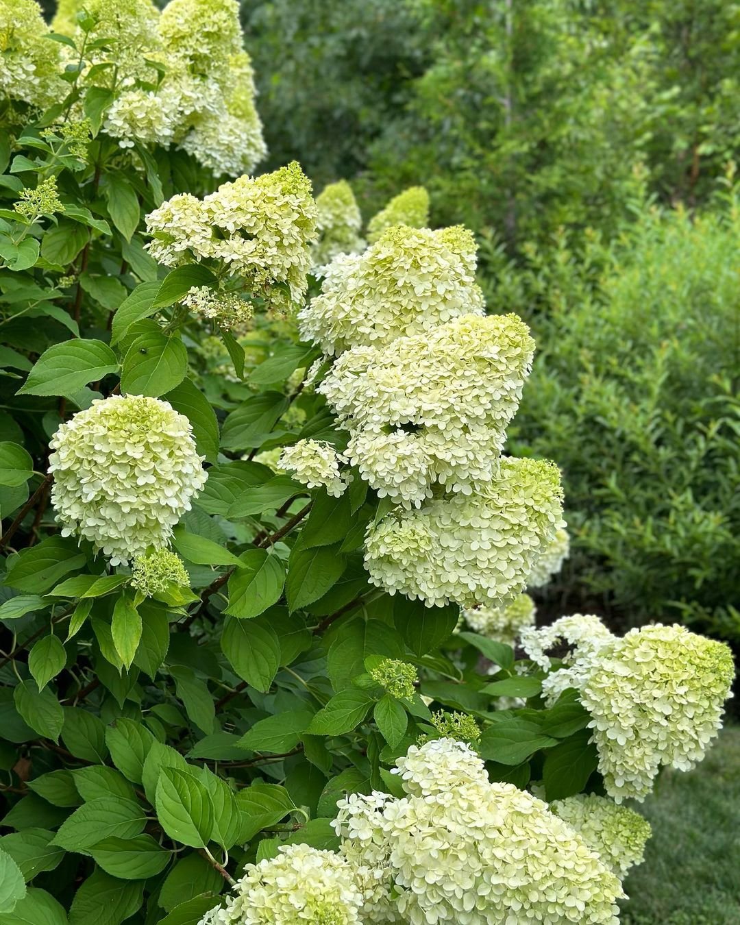 Gardening 8 Hydrangea Varieties That'll Add Some Color to Your Garden