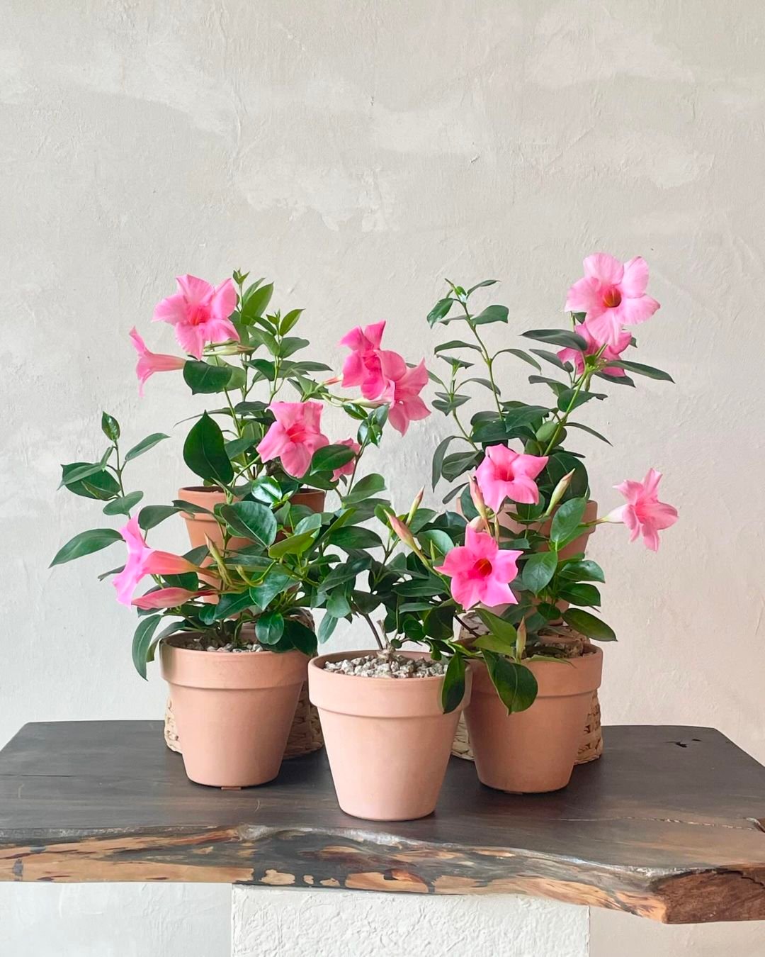 Mandevilla 12 Sun-Loving Plants Perfect for Your Sunny Porch