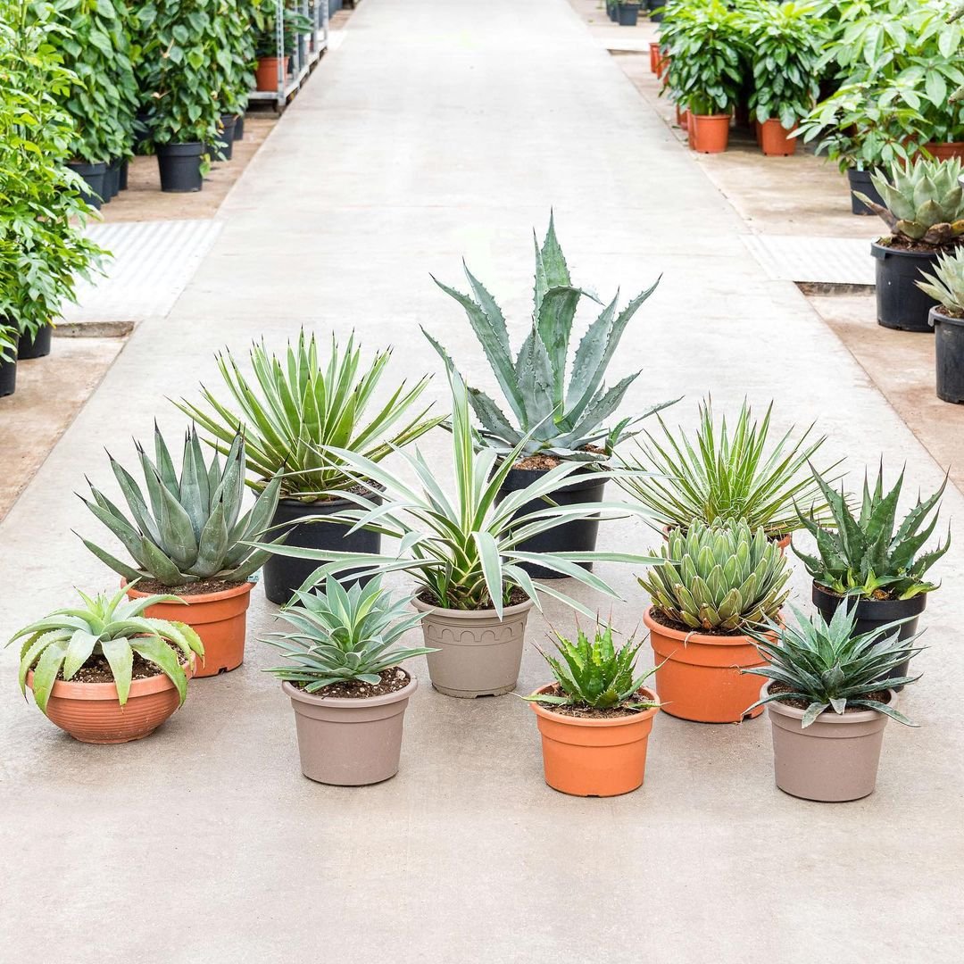  Mangaves: How to Grow Magnificent Agave Hybrids Successfully