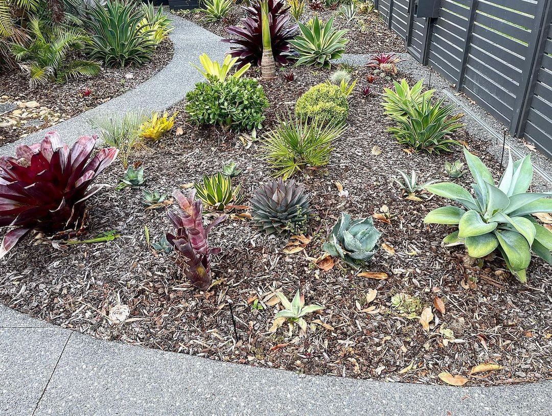 Mangaves-Outdoor-Planting Mangaves: How to Grow Magnificent Agave Hybrids Successfully