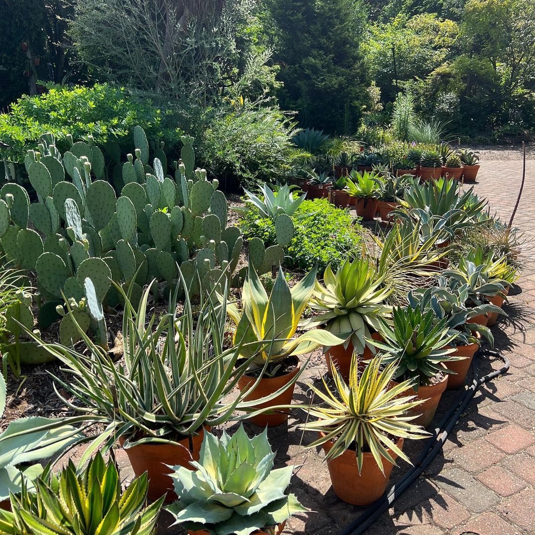 Mangaves-Sunlight Mangaves: How to Grow Magnificent Agave Hybrids Successfully