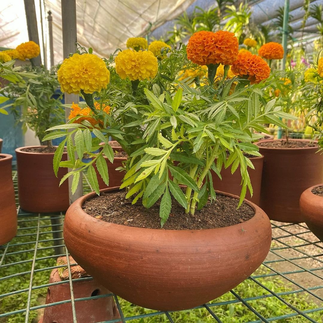 Marigolds 12 Sun-Loving Plants Perfect for Your Sunny Porch