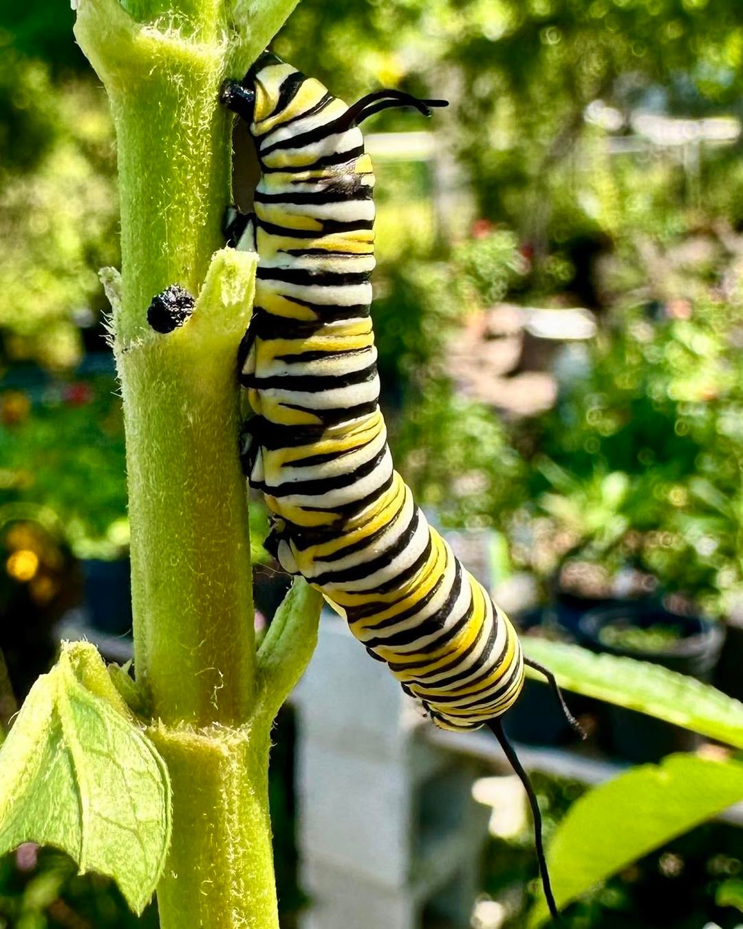 Gardening Monarch-Caterpillars Caterpillars in California: Exploring the Diverse World