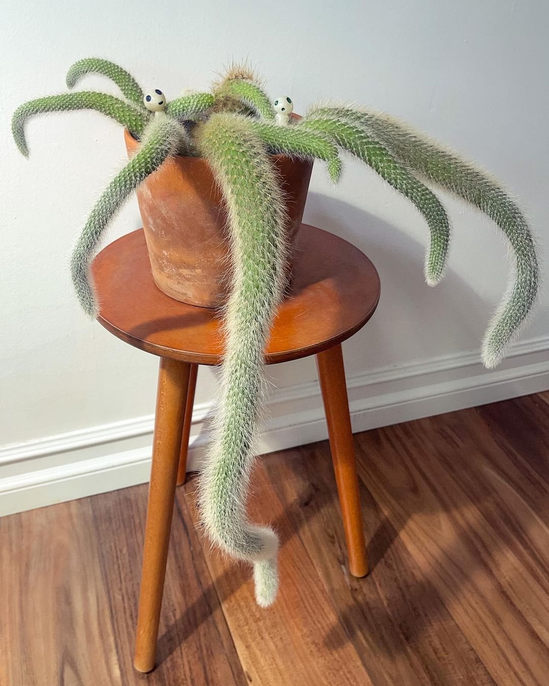 Monkey Tail Cactus : A Fun, Easy-care Succulent - Gardener's School