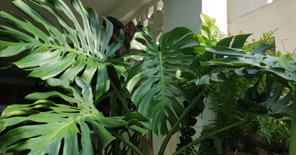 Gardening Monstera-Light-Requirements-1024x538 Mastering the Art of Monstera Care: A Guide to the Trendy Swiss Cheese Plant