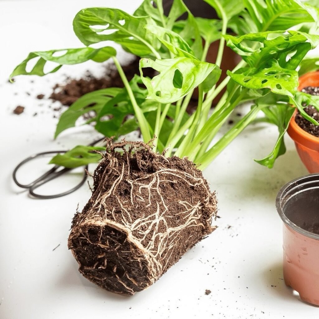 Gardening Monstera-Soil-and-Potting-1024x1024 Mastering the Art of Monstera Care: A Guide to the Trendy Swiss Cheese Plant